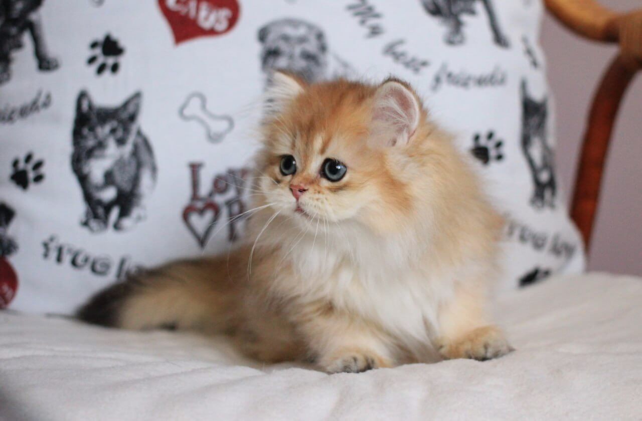 Kolombina British Longhair Female (Available) $2800
