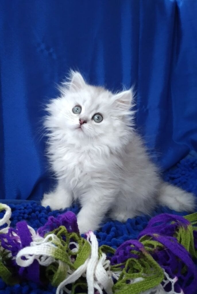 Dastin Persian Male (Available) $2650