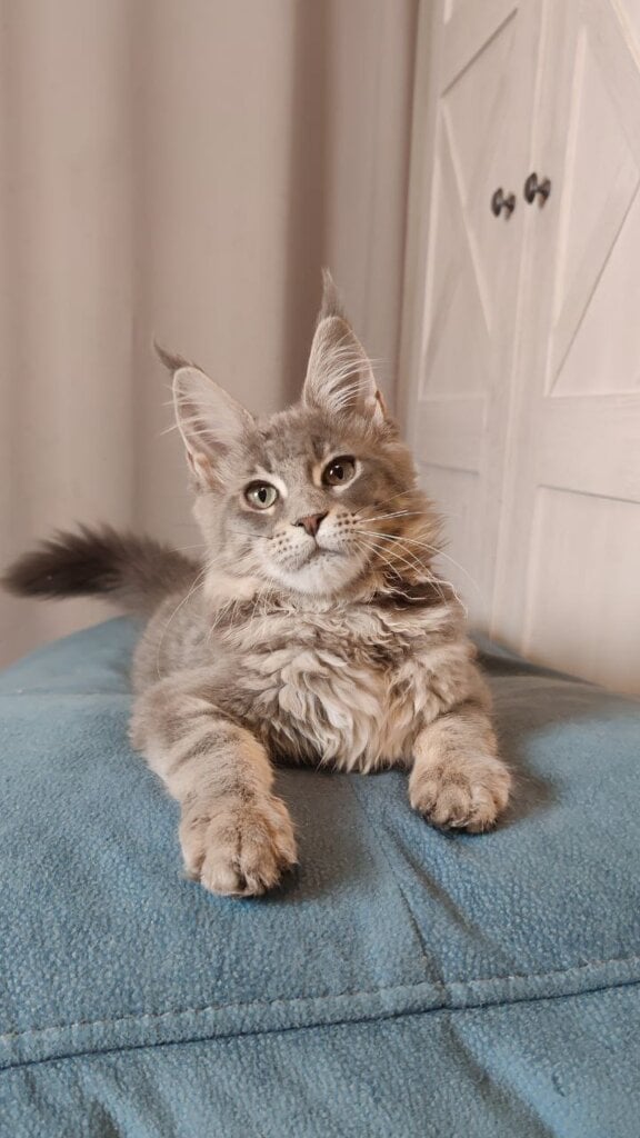 Lavander Maine Coon Female (Available) $2800