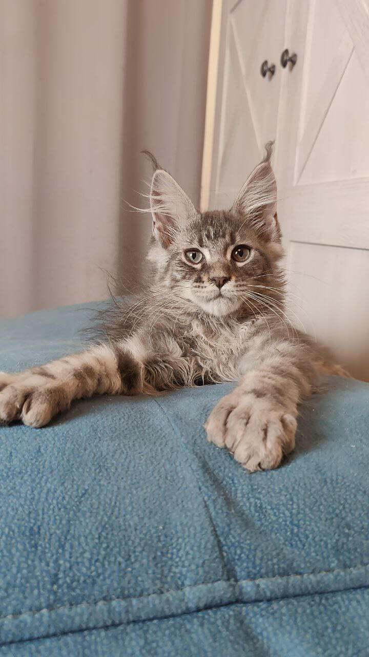 Kendrick Maine Coon POLY Male (Available) $3100