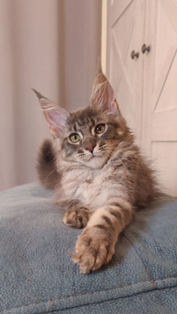 Kelly Maine Coon Female (Available) $2800