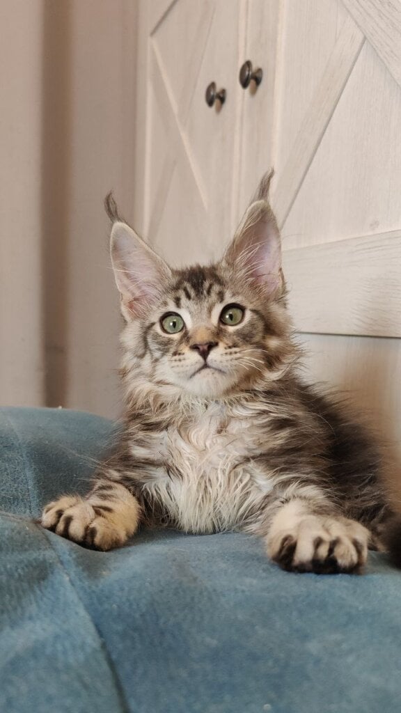 Kratos Maine Coon Male (Available) $3000