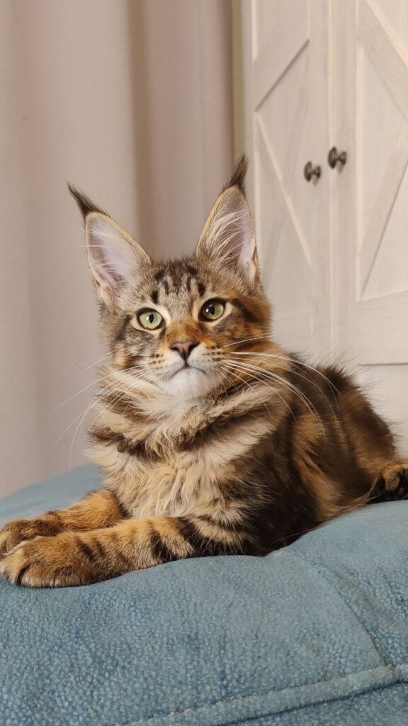 Jassira Maine Coon Female (Available) $2800