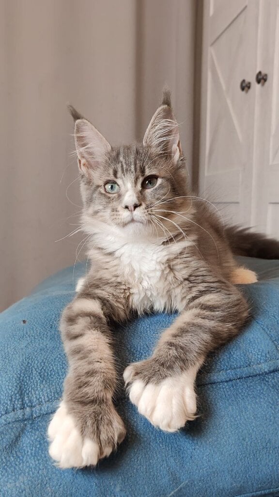 Jasmine Maine Coon POLY Female (Available) $3000