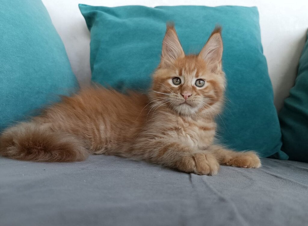 Furor Maine Coon Male (Available) $3250