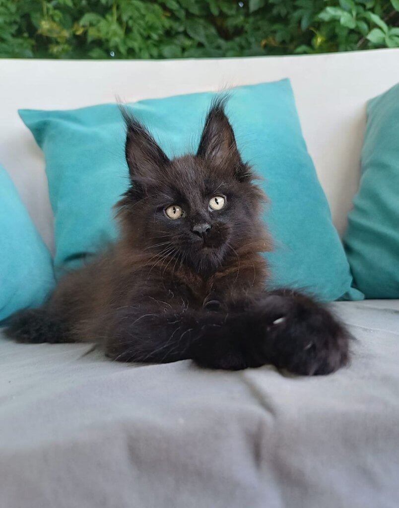 Festival Maine Coon Male (Available) $3250