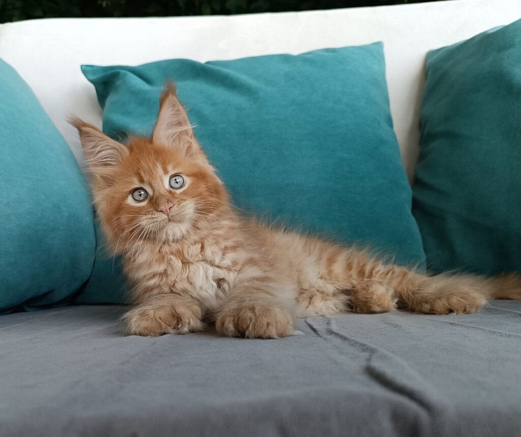 Figaro Maine Coon POLY Male (Available) $3550