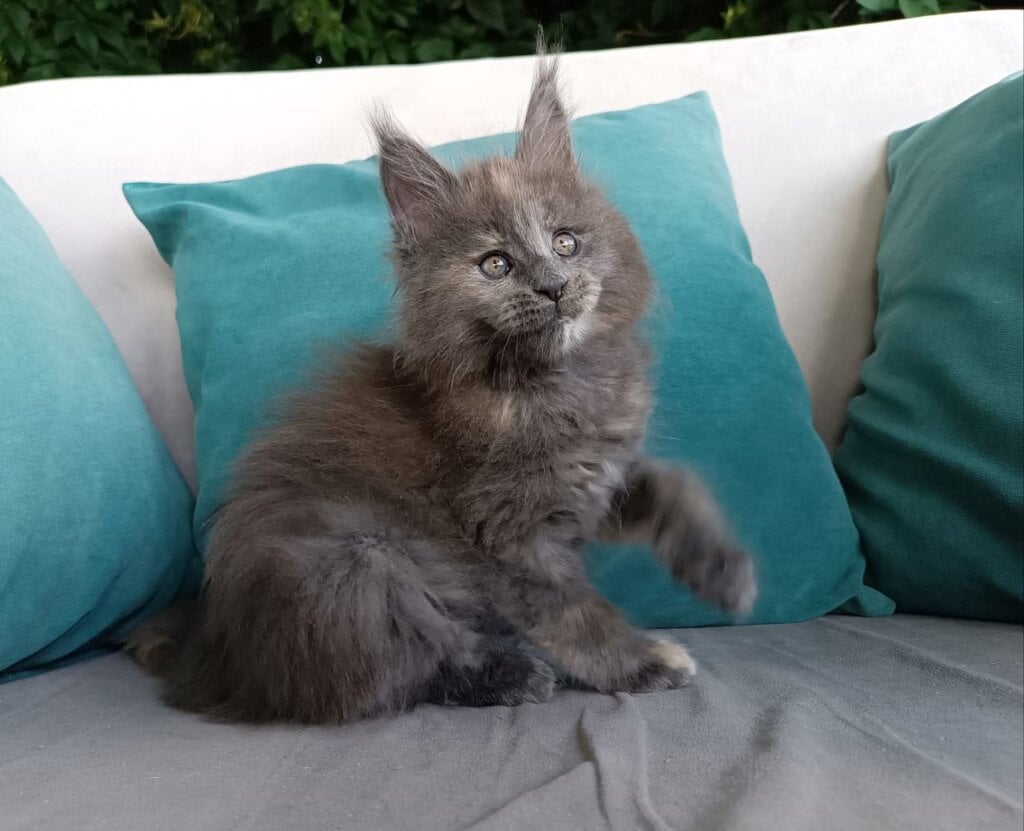 Germiona Maine Coon Female (Available) $2850