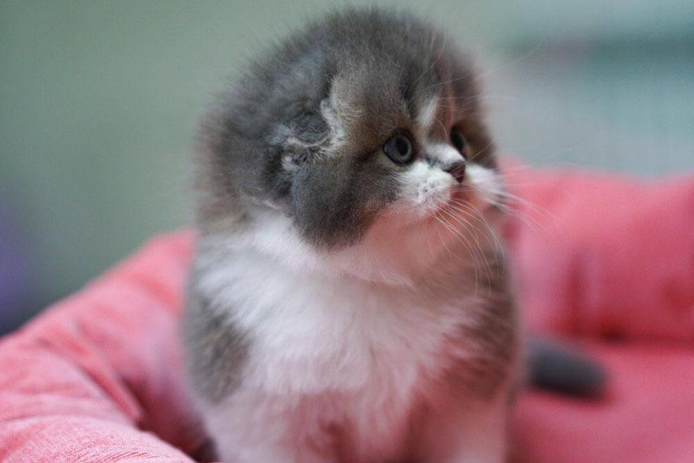 Amor Scottish Fold Male (Available) $3000