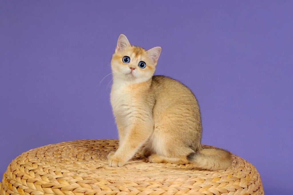 Nyasha British Shorthair Female (Available) $3700