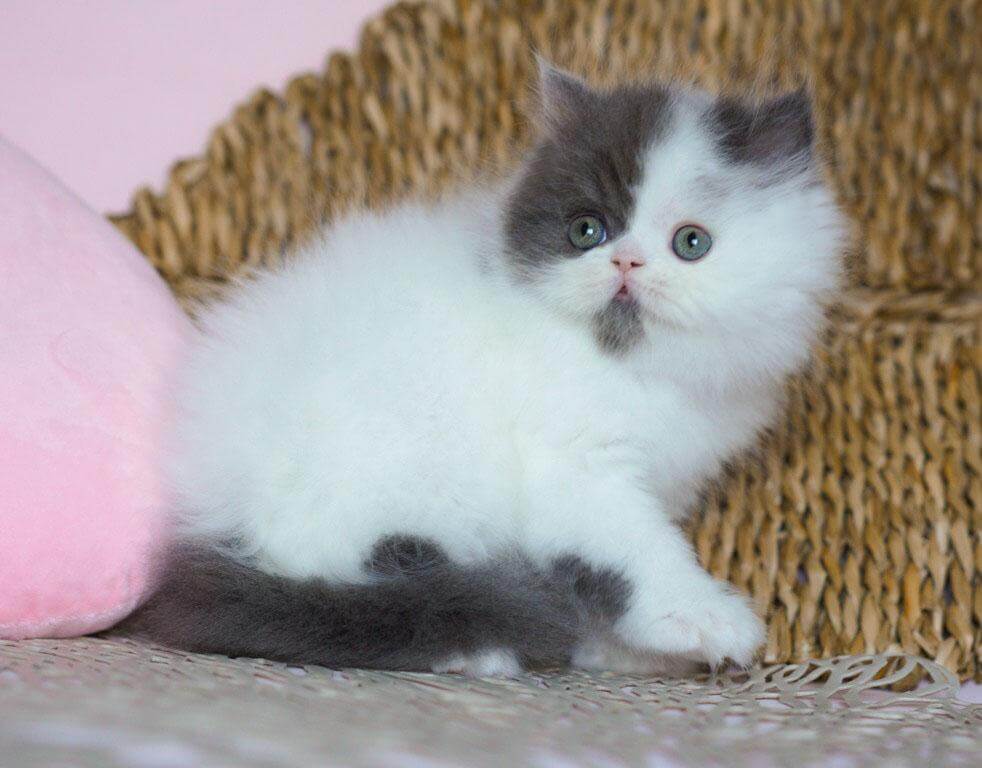 Walter Scottish Straight Male (Available) $2600