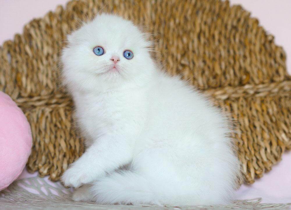 Whisper Scottish Fold Male (Available) $2800