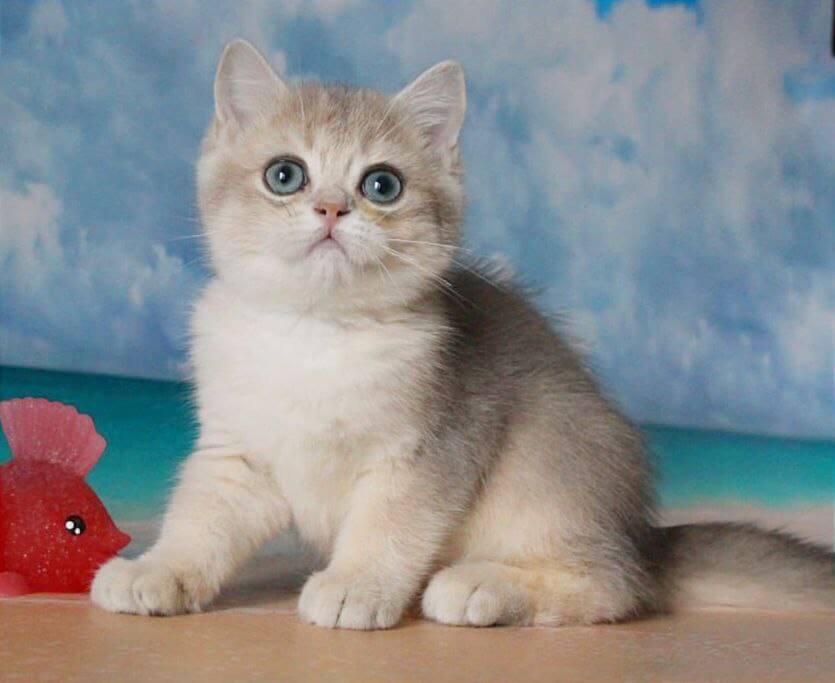 Stepan British Shorthair Male (Available) $2950