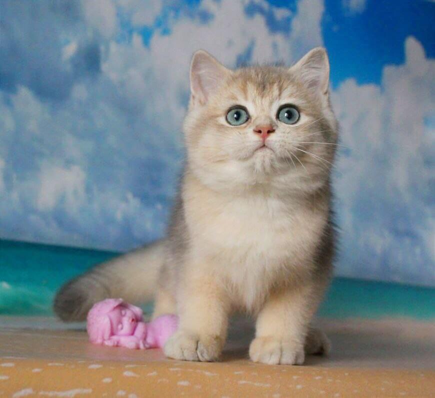 Solomon British Shorthair Male (Available) $3000