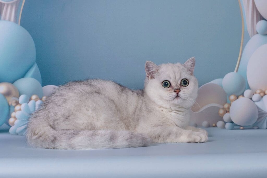Busheron British Shorthair Male (Available) $2500