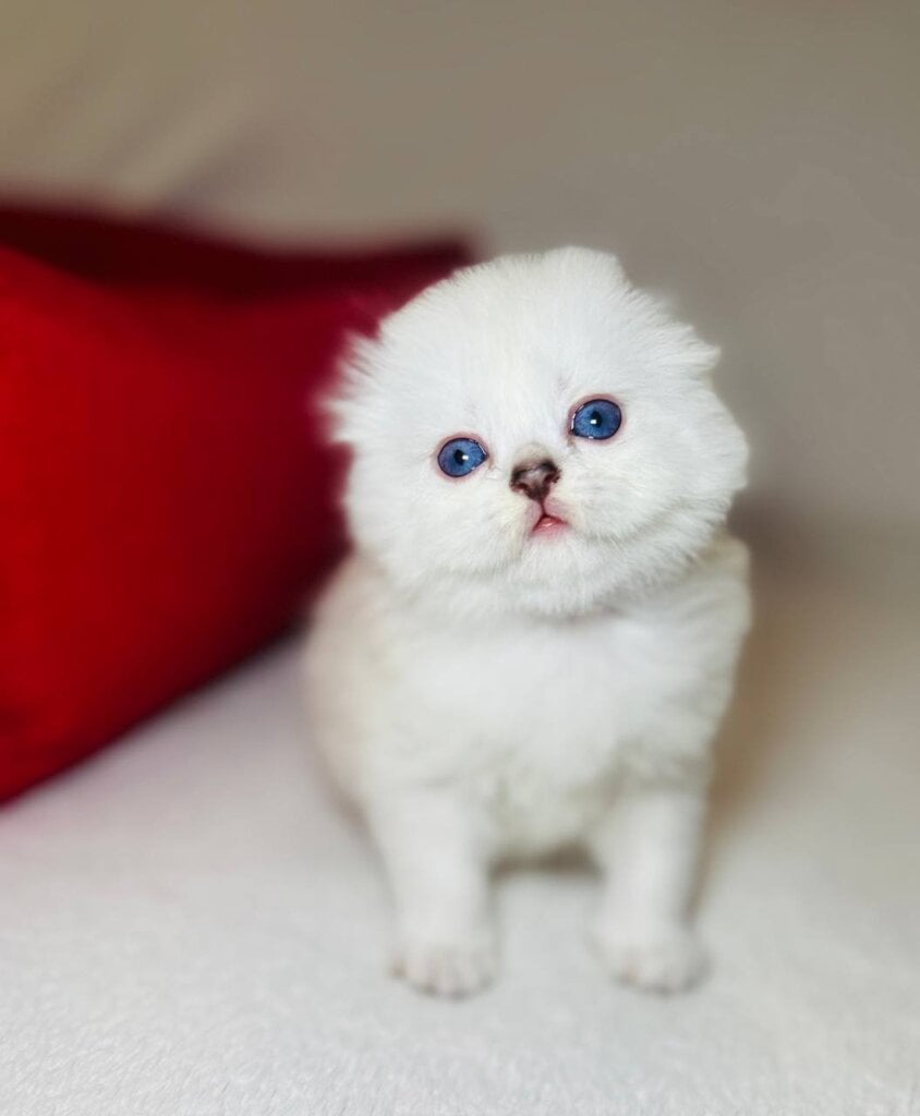 Oliver Scottish Fold Male (Available) $2950