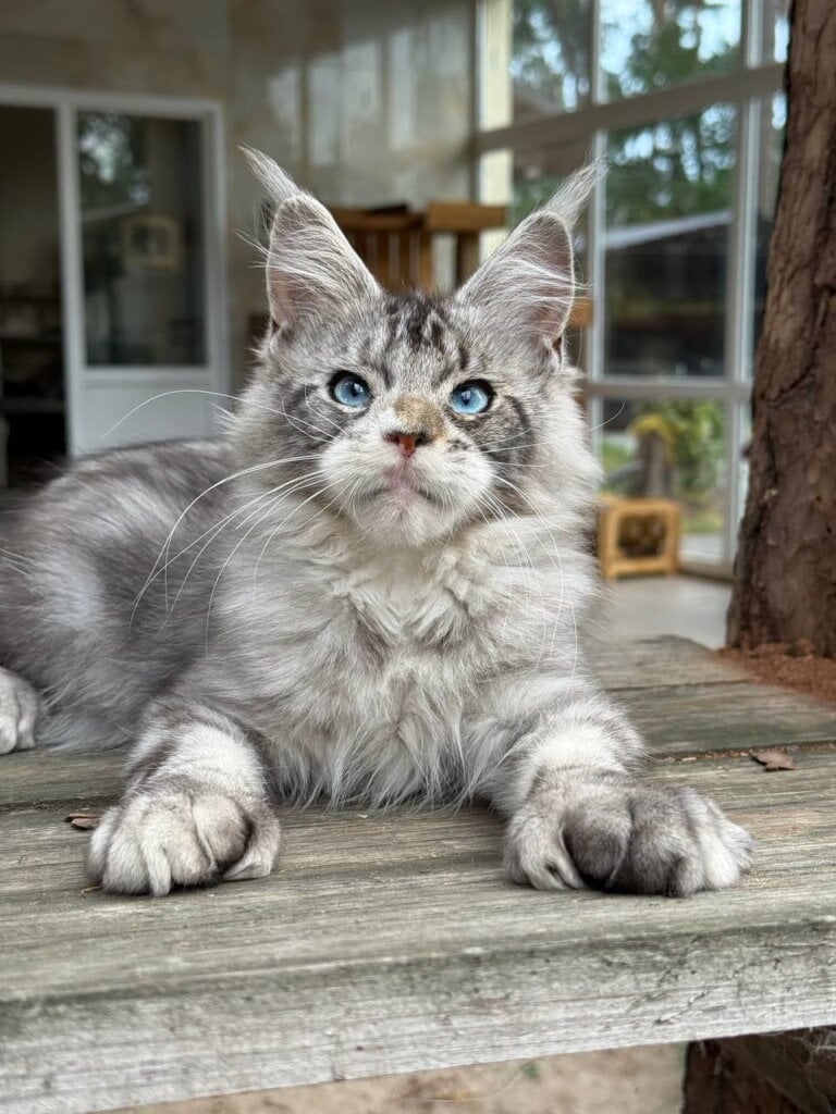 Rain Maine Coon POLY Male (Available) $2950