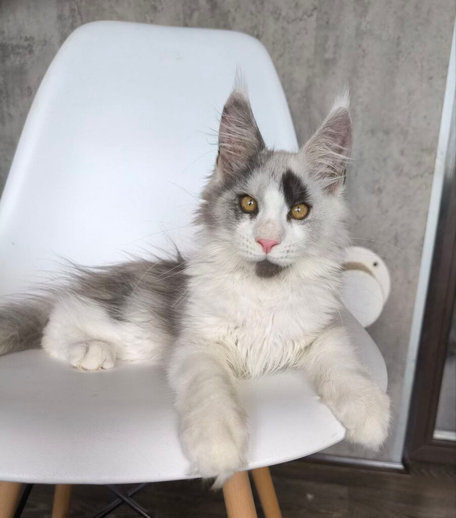 Ace Maine Coon Male (Reserved) $3850