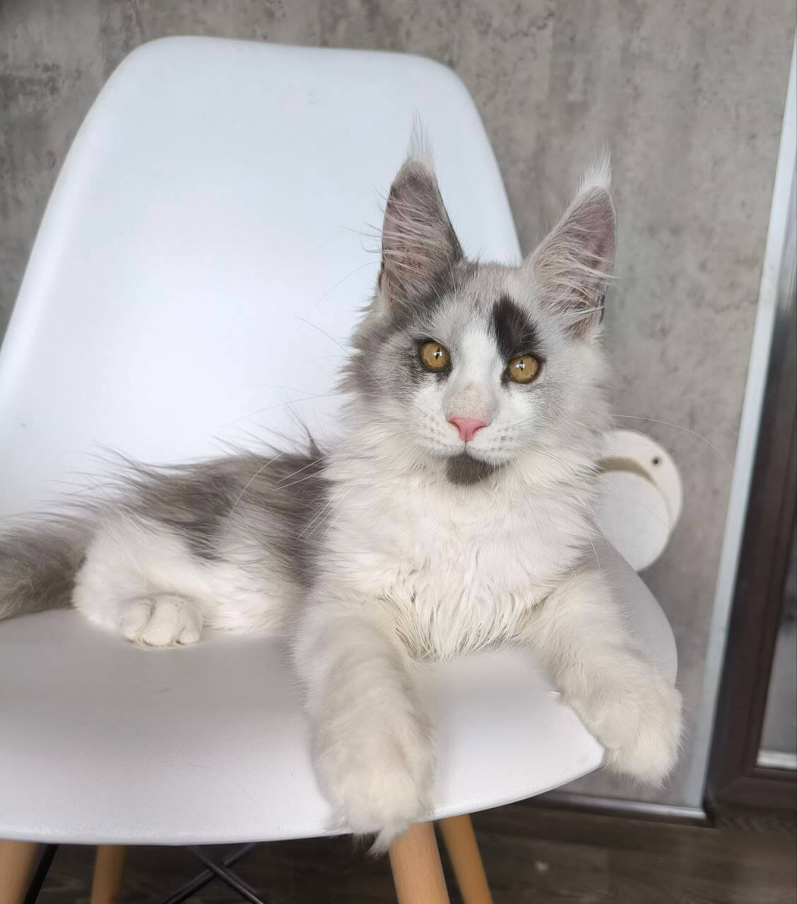 Ace Maine Coon Male (Available) $3850