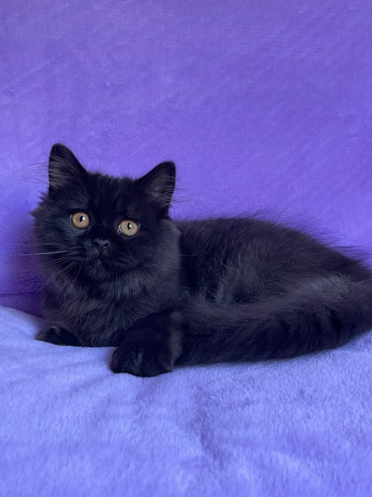 Zedan British Longhair Male (Available) $2600