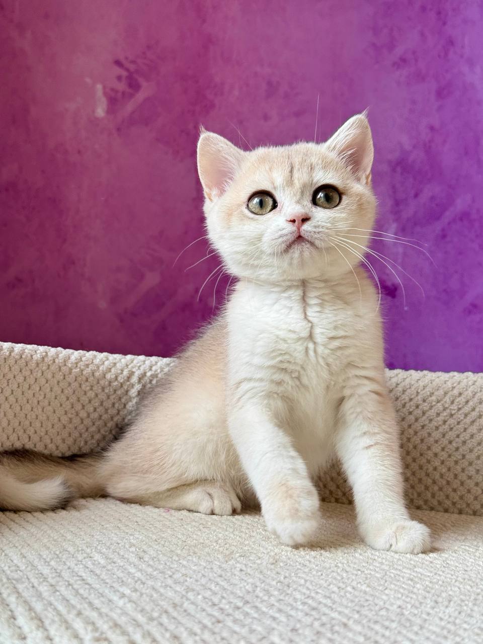 Fabbi British Shorthair Female (Available) $2750