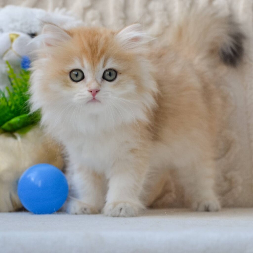 Dan British Longhair Male (Available) $2600