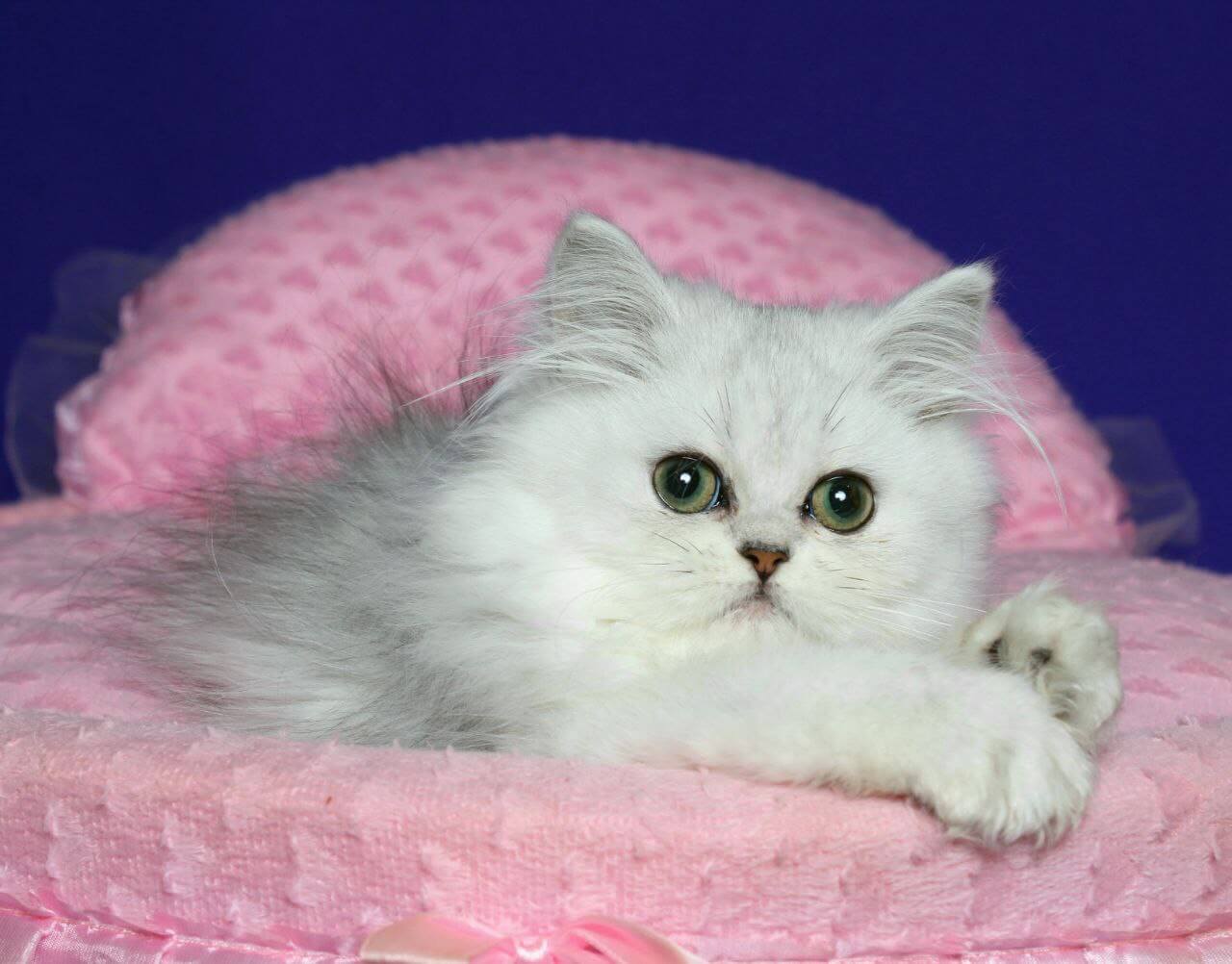 Yamaha Persian Female (Available) $2700