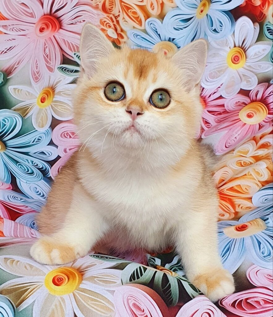 Lyusi British Shorthair  Female (Available) $2700