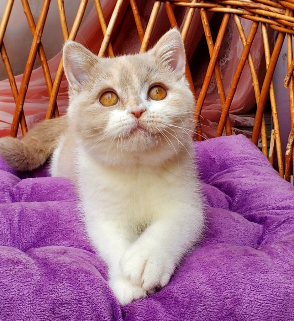 Sonya British Shorthair Female (Available) $2800