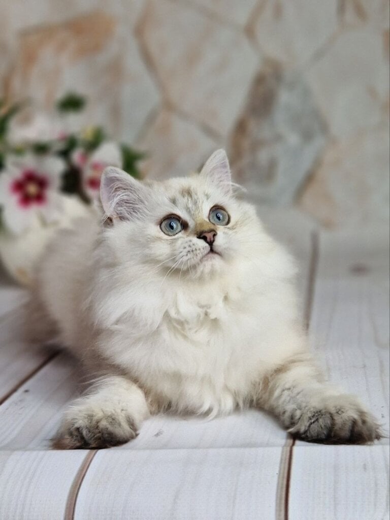 Zilar British Longhair Male (Available) 00 - photo 1
