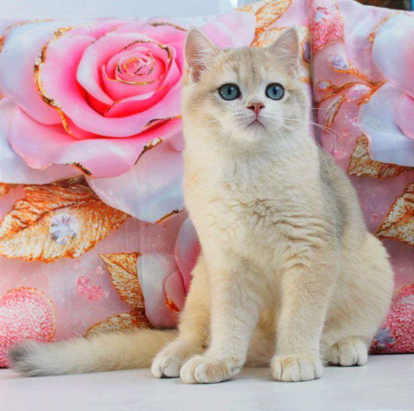 Sapfir British Shorthair Male (Available) 00 - photo 1