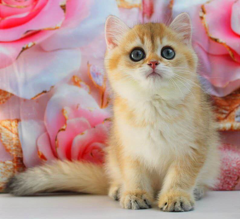 Romeo British Shorthair Male (Available) 00 - photo 1