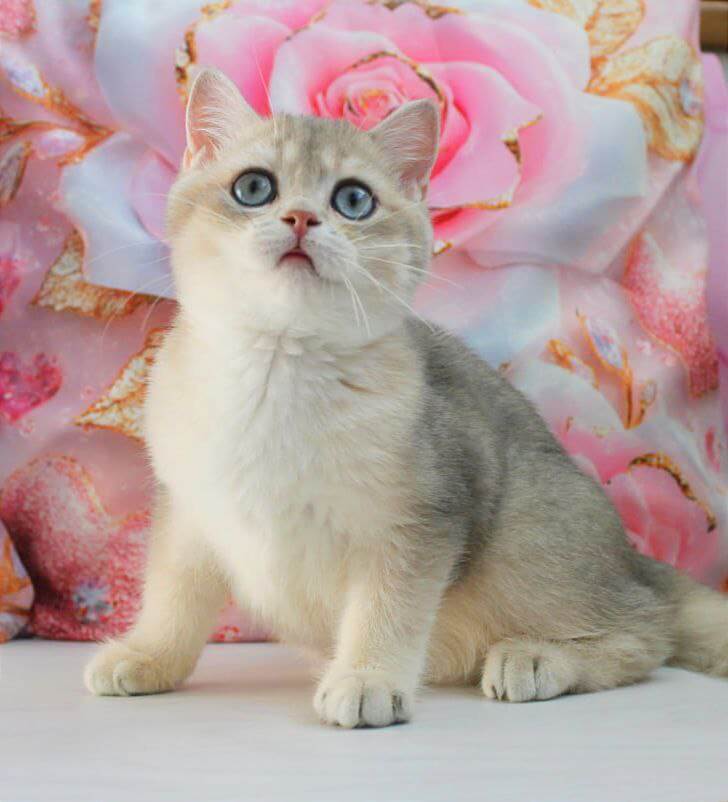 Stepan British Shorthair Male (Available) 50 - photo 1