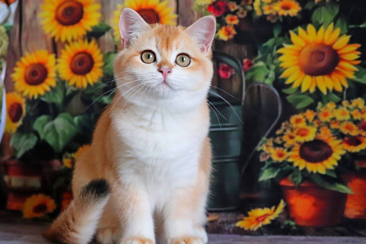 Odri British Shorthair Female (Available) $3000