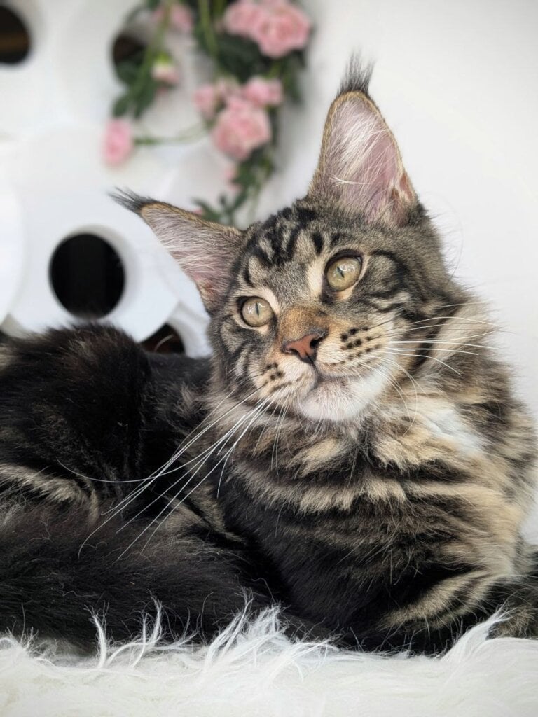 Ocean Maine Coon Male (Available) $2950