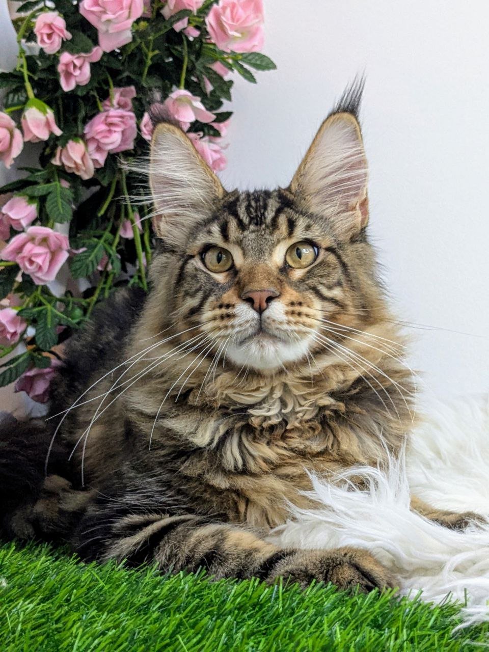 Odin Maine Coon Male (Available) $2950