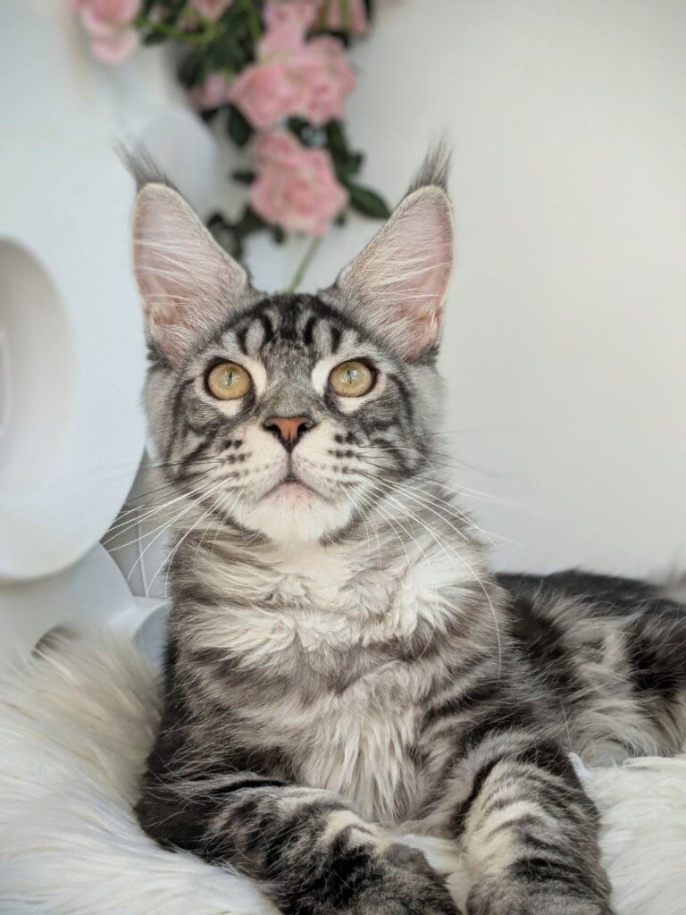 Nicolas Maine Coon Male (Available) $3000