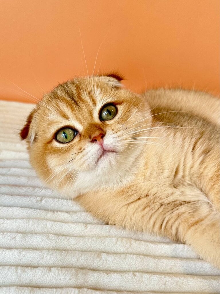 Zoe Scottish Fold Female (Available) $2700