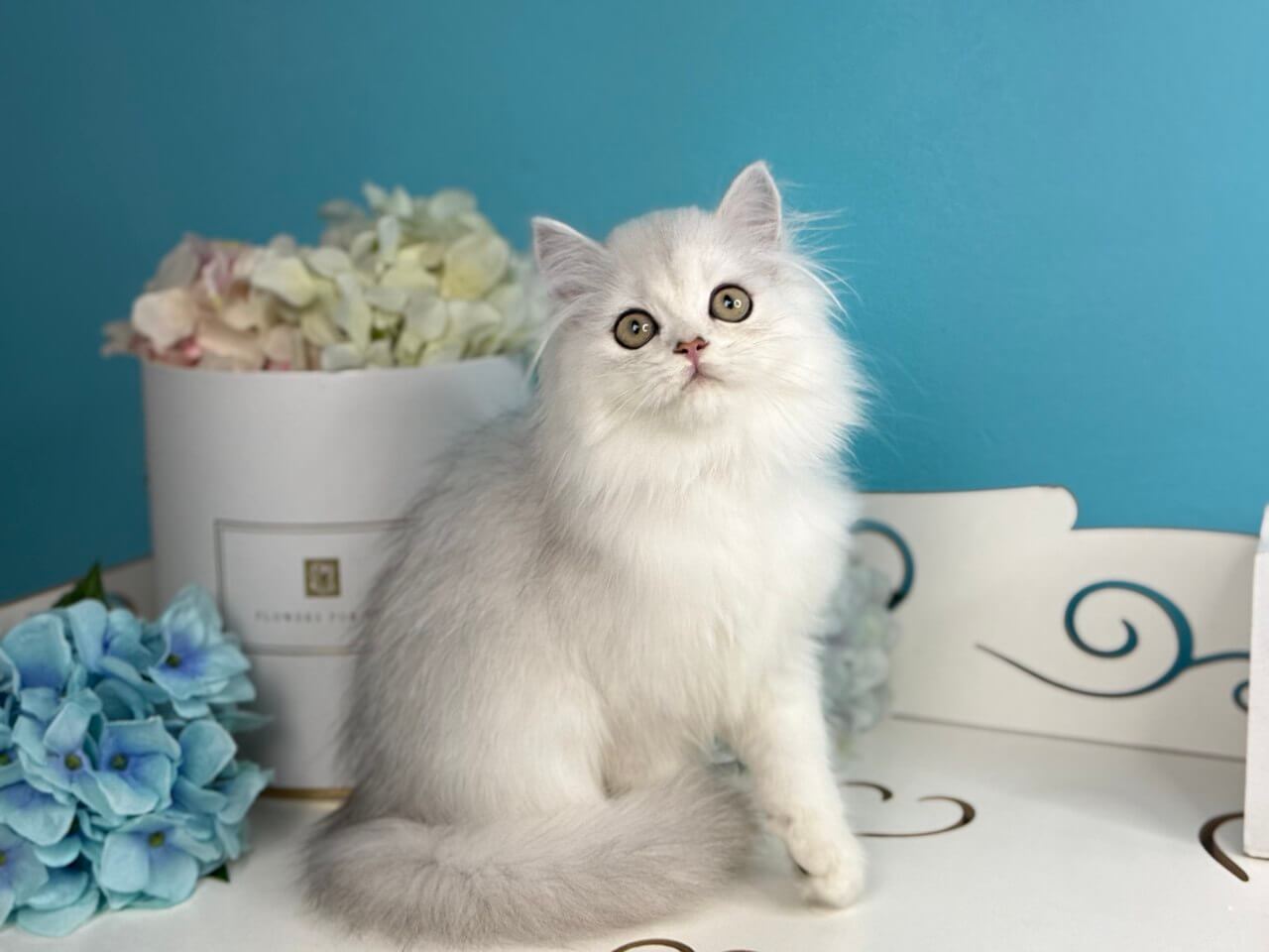 Nimfa Scottish Straight Female (Available) $2700