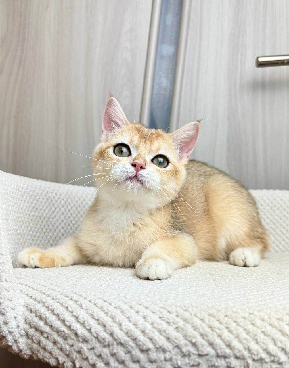 Hunter British Shorthair Male (Available) $2400