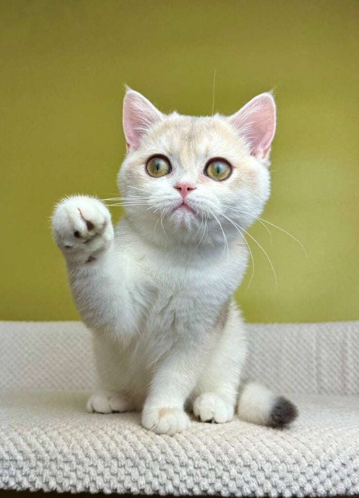 Fabbi British Shorthair Female (Available) $2750