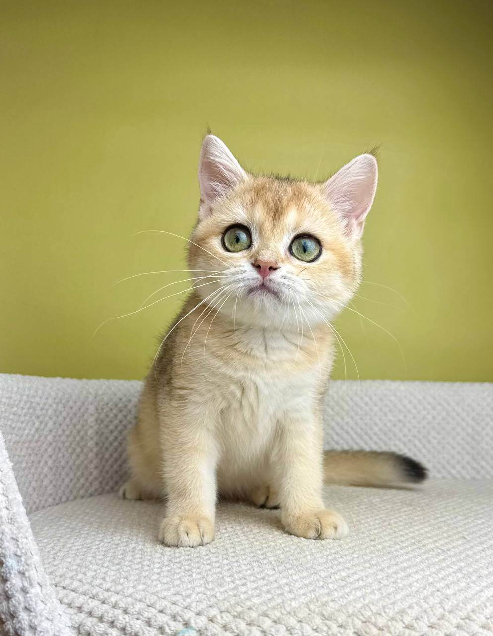 Hanna British Shorthair Female (Available) $2750