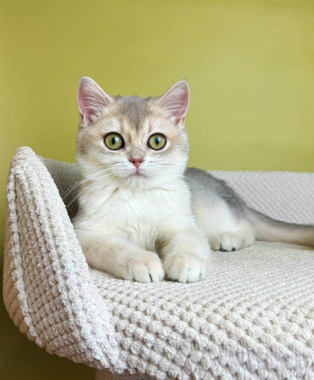 Feia British Shorthair Female (Available) $2750