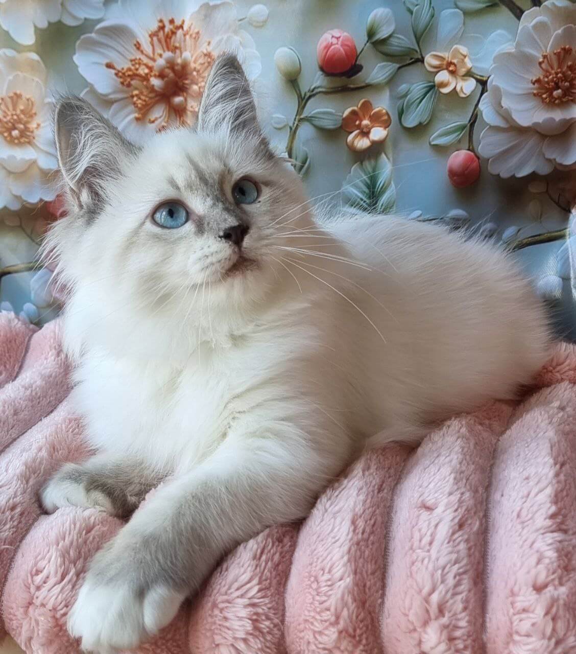 Raven Siberian Female (Available) $3100