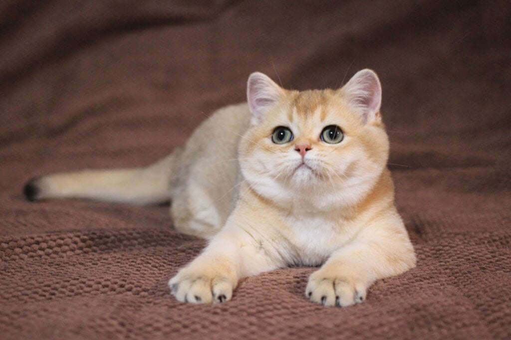 Kimberly British Shorthair Female (Available) $2700