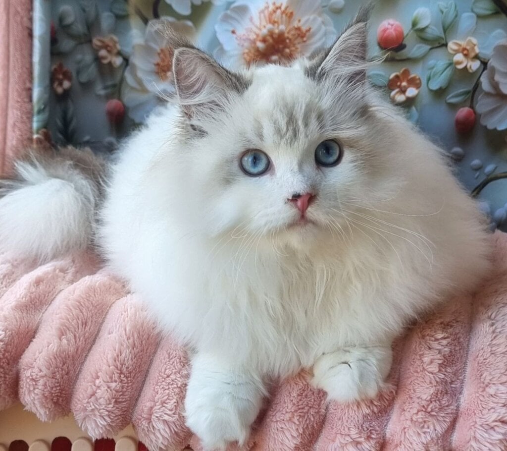 Orest Siberian Male (reserved) 50 - photo 1