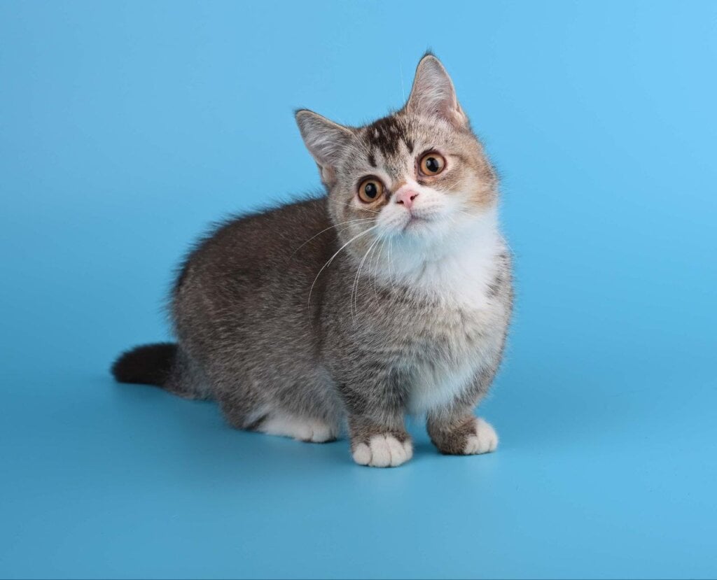 Stephen Munchkin Male (Available) $3200