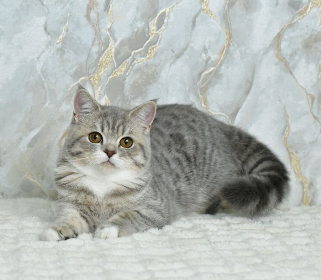 Ulika Scottish Straight Female (Available) $2650