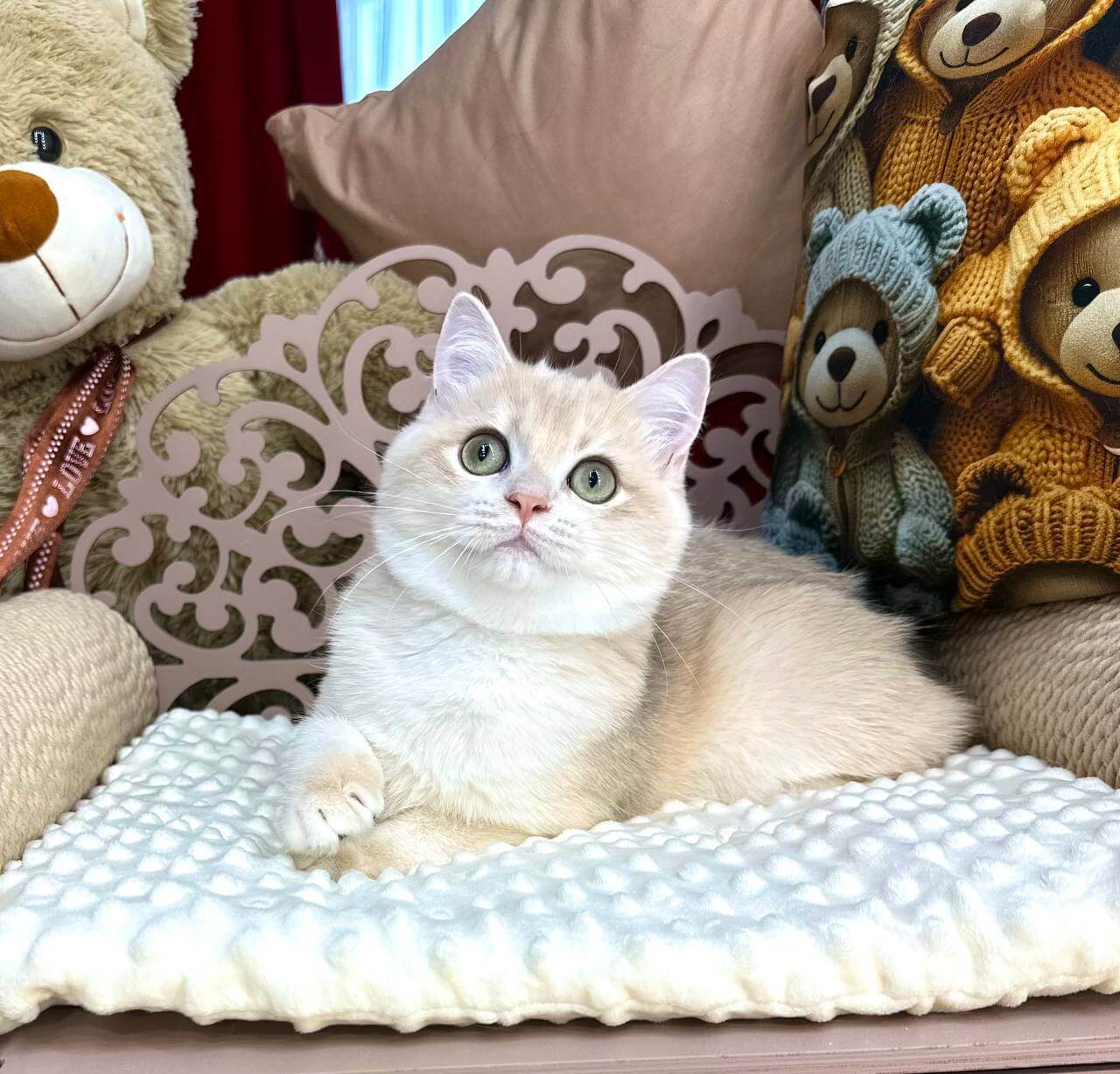 Qadim British Shorthair Male (Available) $2550