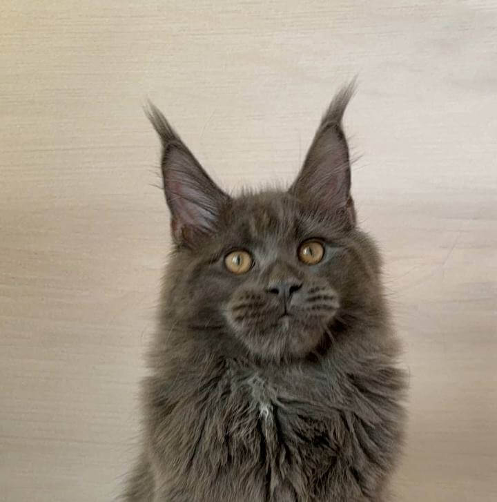 Yosip Maine Coon Male POLY (Available) $3500
